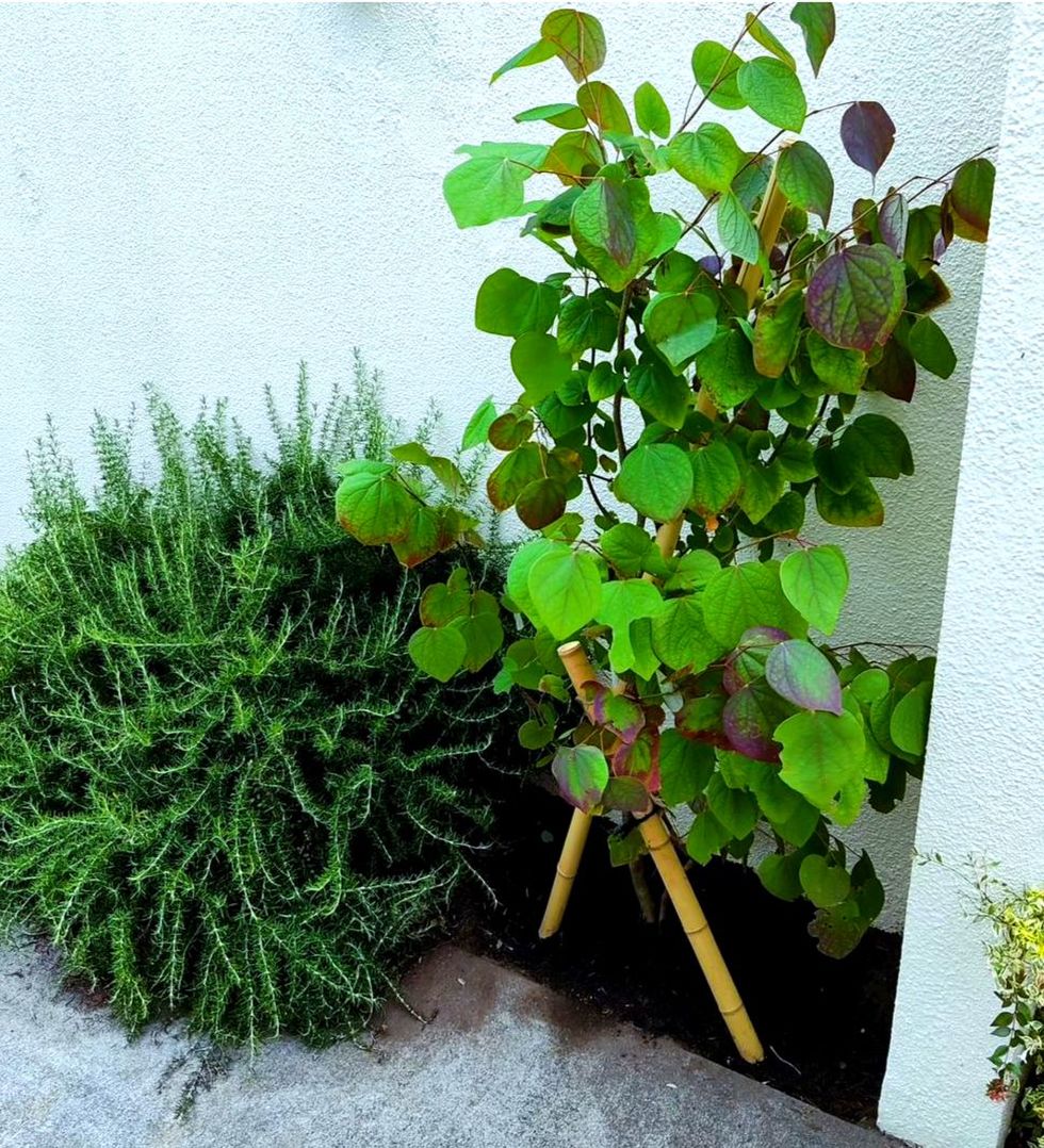 藤沢市の庭で行った植栽