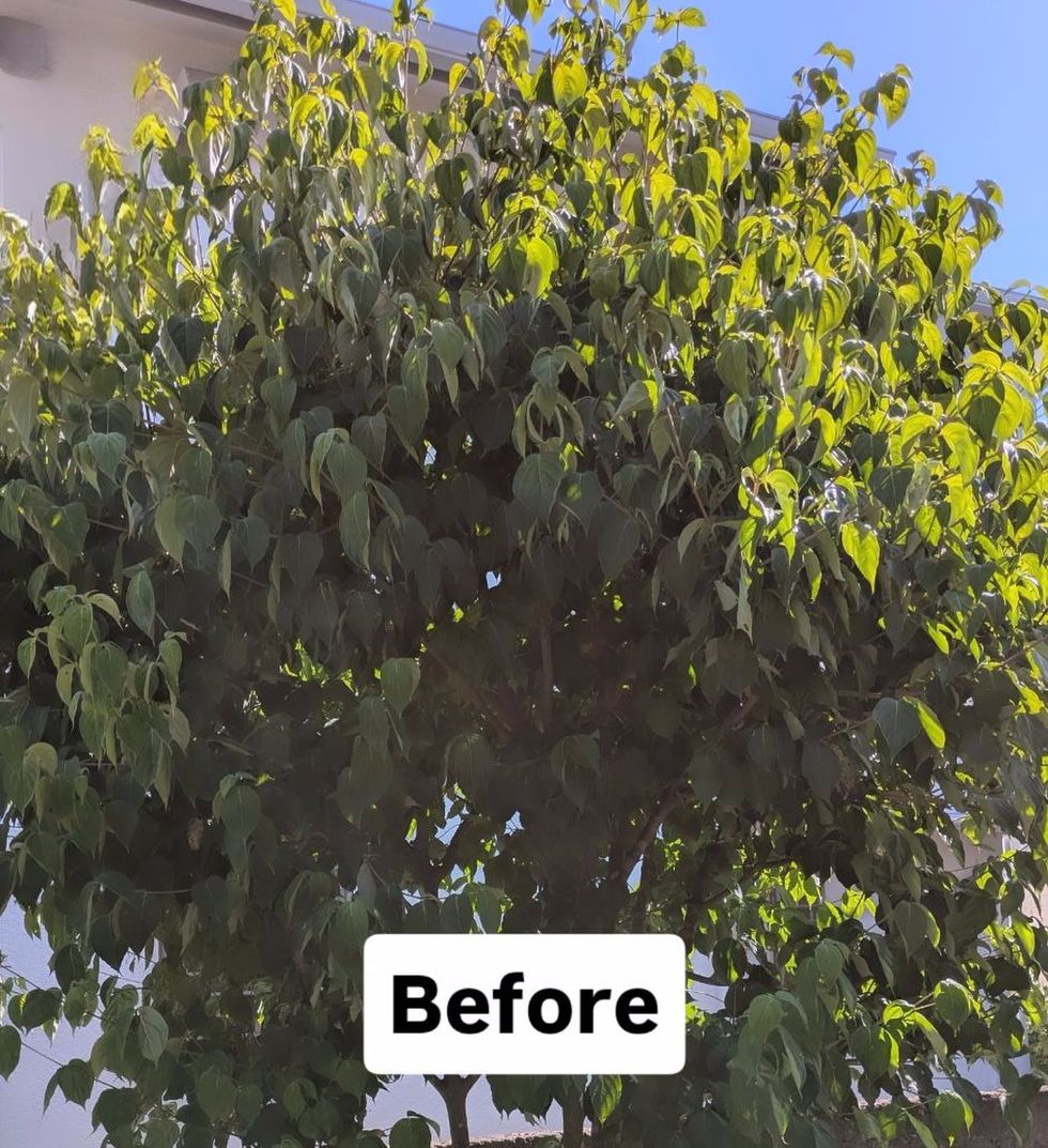 藤沢市辻堂 庭木剪定 バンザイガーデン施工例 施工前