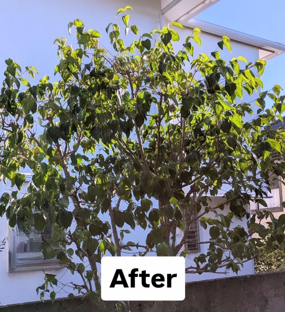 藤沢市辻堂 庭木剪定 バンザイガーデン施工例 施工後