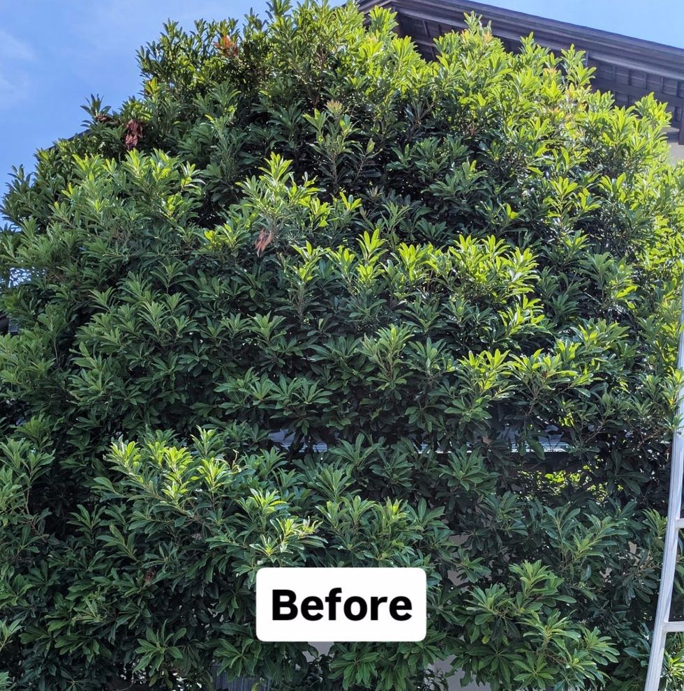 藤沢市片瀬山 庭木剪定 バンザイガーデン施工例 施工前