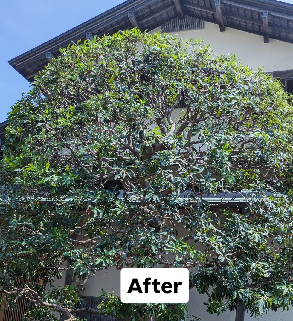 藤沢市片瀬山 庭木剪定 バンザイガーデン施工例 施工後