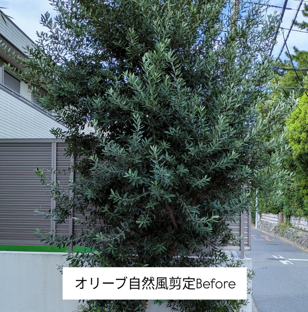 藤沢市鵠沼海岸 庭木剪定 バンザイガーデン施工例 施工前