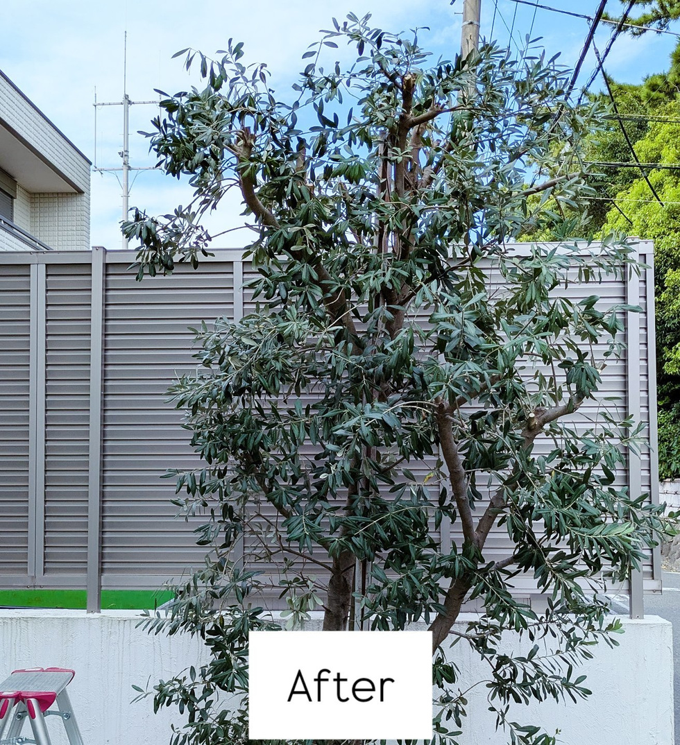 藤沢市鵠沼海岸 庭木剪定 バンザイガーデン施工例 施工後