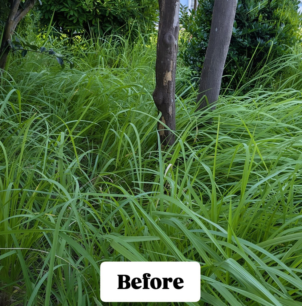藤沢市片瀬 草刈り バンザイガーデン施工例 施工前