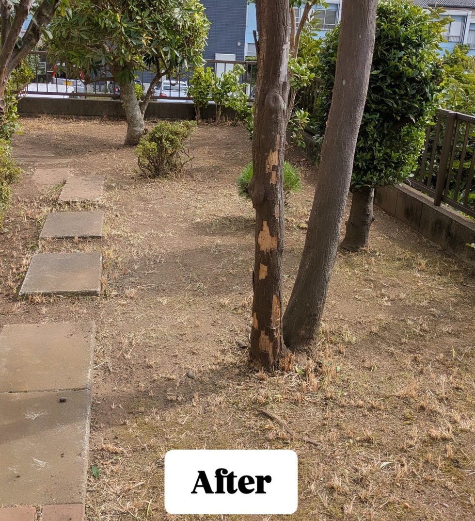 藤沢市片瀬 草刈り バンザイガーデン施工例 施工後