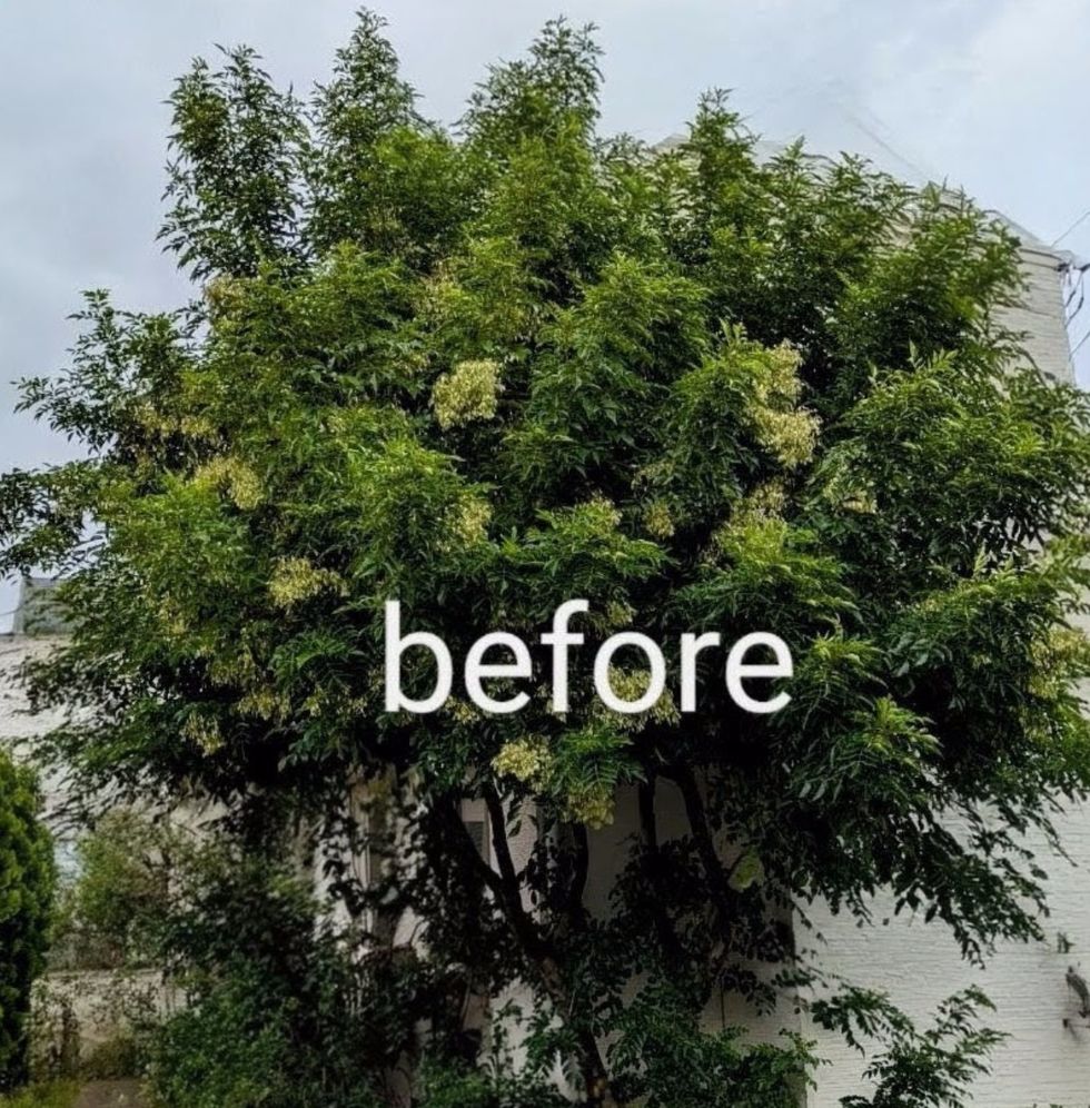 藤沢市本町 庭木剪定 バンザイガーデン施工例 施工前