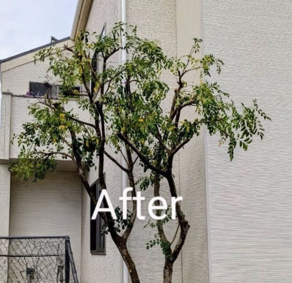 藤沢市本町 庭木剪定 バンザイガーデン施工例 施工後