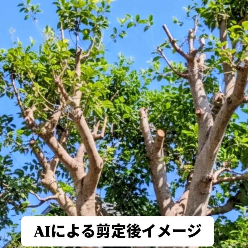 藤沢市本町の剪定後イメージ画