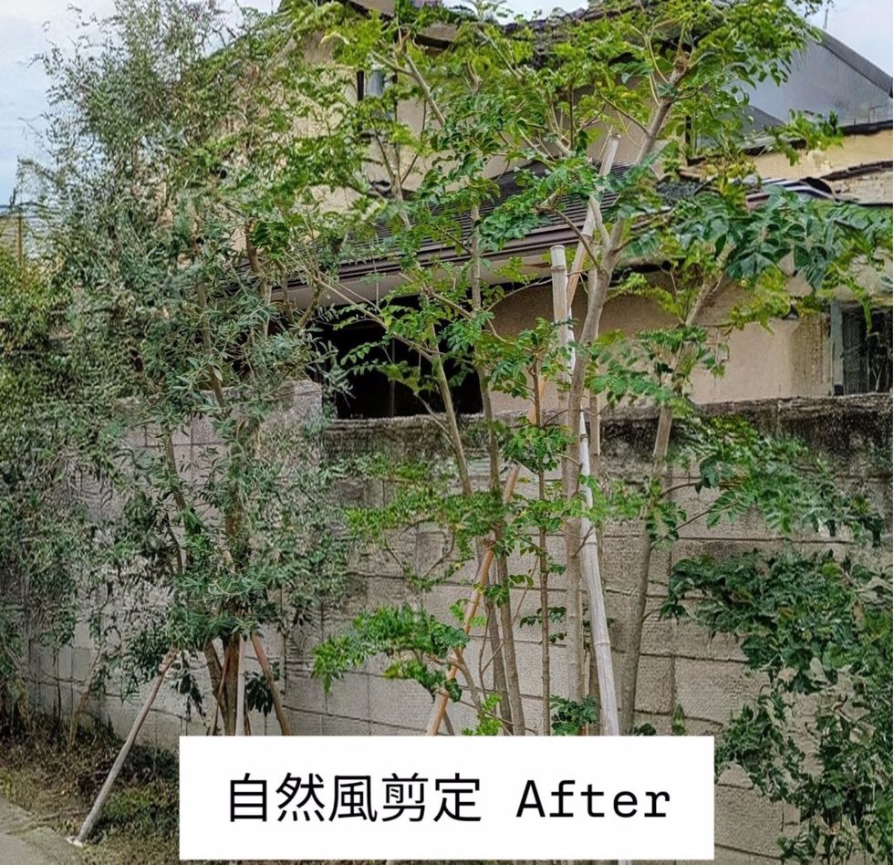 藤沢市辻堂元町 庭木剪定 バンザイガーデン施工例 施工後