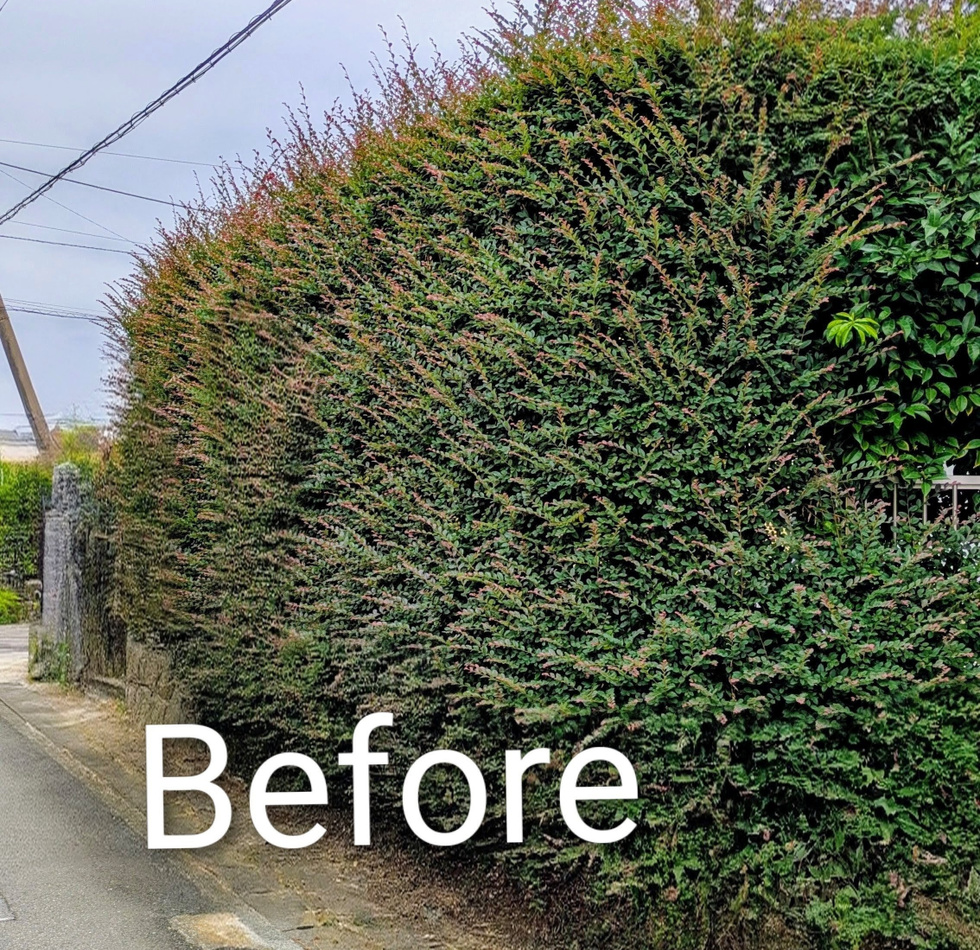  鎌倉市今泉台  生垣刈り込み作業 バンザイガーデン施工例 施工前